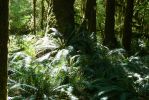PICTURES/Ho Rainforest - Hall of Mosses/t_Ferns.JPG